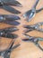 Bulk Tin Snips - GILBOW etc- all good condition Carousel 6