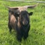 Gavin - Goat - BOI Animal Rescue Trust Carousel 1