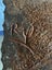 Maori Carving 1960s or 70s Carousel 5