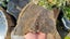 Agate wood slab Carousel 1