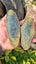 Greenstone slabs Carousel 1
