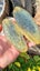 Greenstone slabs Carousel 4