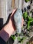 Serpentine diopside specimen 1.7kg Nelson $1 RESERVE Carousel 4