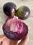 Purple Star Apple Carousel 3