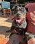 Meg - Good with Other Dogs, Cats and Children Carousel 2