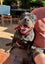 Meg - Good with Other Dogs, Cats and Children Carousel 3