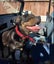 Meg - Good with Other Dogs, Cats and Children Carousel 4