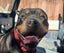 Meg - Good with Other Dogs, Cats and Children Carousel 5