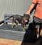 Meg - Good with Other Dogs, Cats and Children Carousel 7