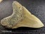 Megalodon Fossil Shark Tooth - 127.3mm / 5.0" Carousel 3