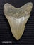 Megalodon Fossil Shark Tooth - 127.3mm / 5.0" Carousel 1