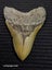 Megalodon Fossil Shark Tooth - 127.3mm / 5.0" Carousel 2