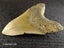 Megalodon Fossil Shark Tooth - 127.3mm / 5.0" Carousel 4
