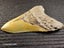 Megalodon Fossil Shark Tooth - 127.3mm / 5.0" Carousel 6