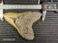 Megalodon Fossil Shark Tooth - 127.3mm / 5.0" Carousel 7