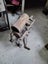 Antique sausage stuffer Carousel 1