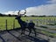 Steel Stag Statue / Sculpture Carousel 4
