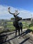 Steel Stag Statue / Sculpture Carousel 3