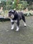 Miniature Schnauzer Carousel 1