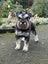 Miniature Schnauzer Carousel 2