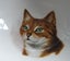 ROYDON - TINY TOTS WARE - CAT - BOWL Carousel 2