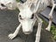Creepy Halloween Scary 2 headed Dog Orthrus Carousel 9