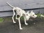 Creepy Halloween Scary 2 headed Dog Orthrus Carousel 11