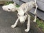 Creepy Halloween Scary 2 headed Dog Orthrus Carousel 12