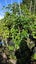 Vitex lucens - Puriri 16L...x25 Carousel 1