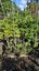 Vitex lucens - Puriri 16L...x25 Carousel 2