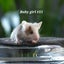 Beautiful little baby girl mice! Carousel 11