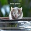Beautiful little baby girl mice! Carousel 3
