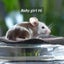 Beautiful little baby girl mice! Carousel 4