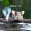 Beautiful little baby girl mice! Carousel 8