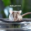 Beautiful little baby girl mice! Carousel 10