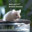 Beautiful little baby girl mice! Carousel 12