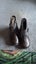 CHICCO GIRLS BLACK ZIP UP BOOTS WITH BOW DESIGN Carousel 2