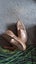 PRIMIGI METALIC gold, SLIP ON SHOES Carousel 2