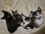 Laurel & Fern - bonded sisters available for adoption Carousel 5