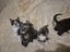Laurel & Fern - bonded sisters available for adoption Carousel 6