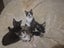 Laurel & Fern - bonded sisters available for adoption Carousel 7