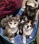 Laurel & Fern - bonded sisters available for adoption Carousel 8