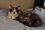 Laurel & Fern - bonded sisters available for adoption Carousel 13