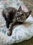 Laurel & Fern - bonded sisters available for adoption Carousel 14