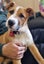 Pound Paws Rescue - Murphy, 5 months, Timaru Carousel 1