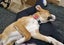 Pound Paws Rescue - Murphy, 5 months, Timaru Carousel 2