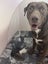 Adorable Labrador X puppies Carousel 9