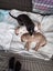 Adorable Labrador X puppies Carousel 6