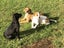 Adorable Labrador X puppies Carousel 3