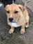Adorable Labrador X puppies Carousel 8